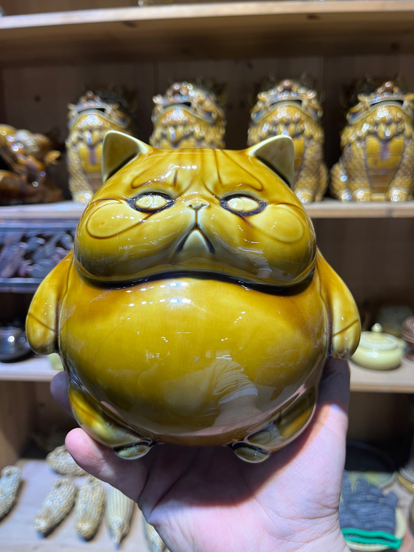 可爱猫